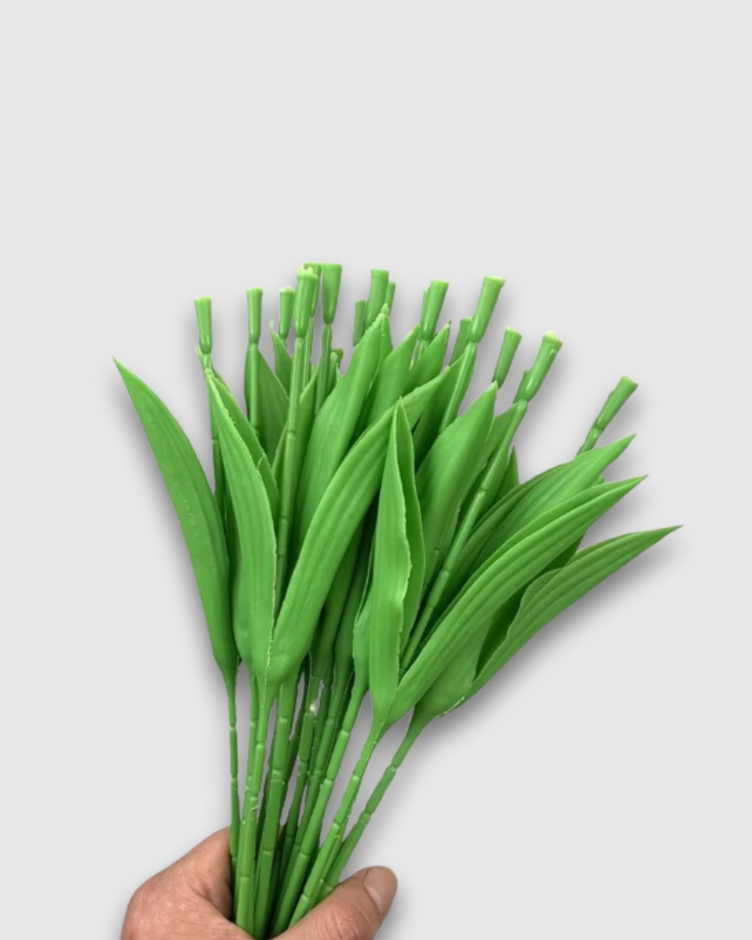 Tallos y Hojas de Tulipán