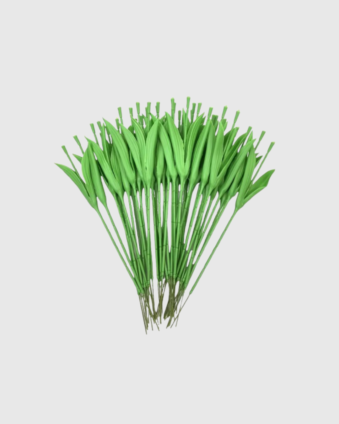 Tallos y Hojas de Tulipán