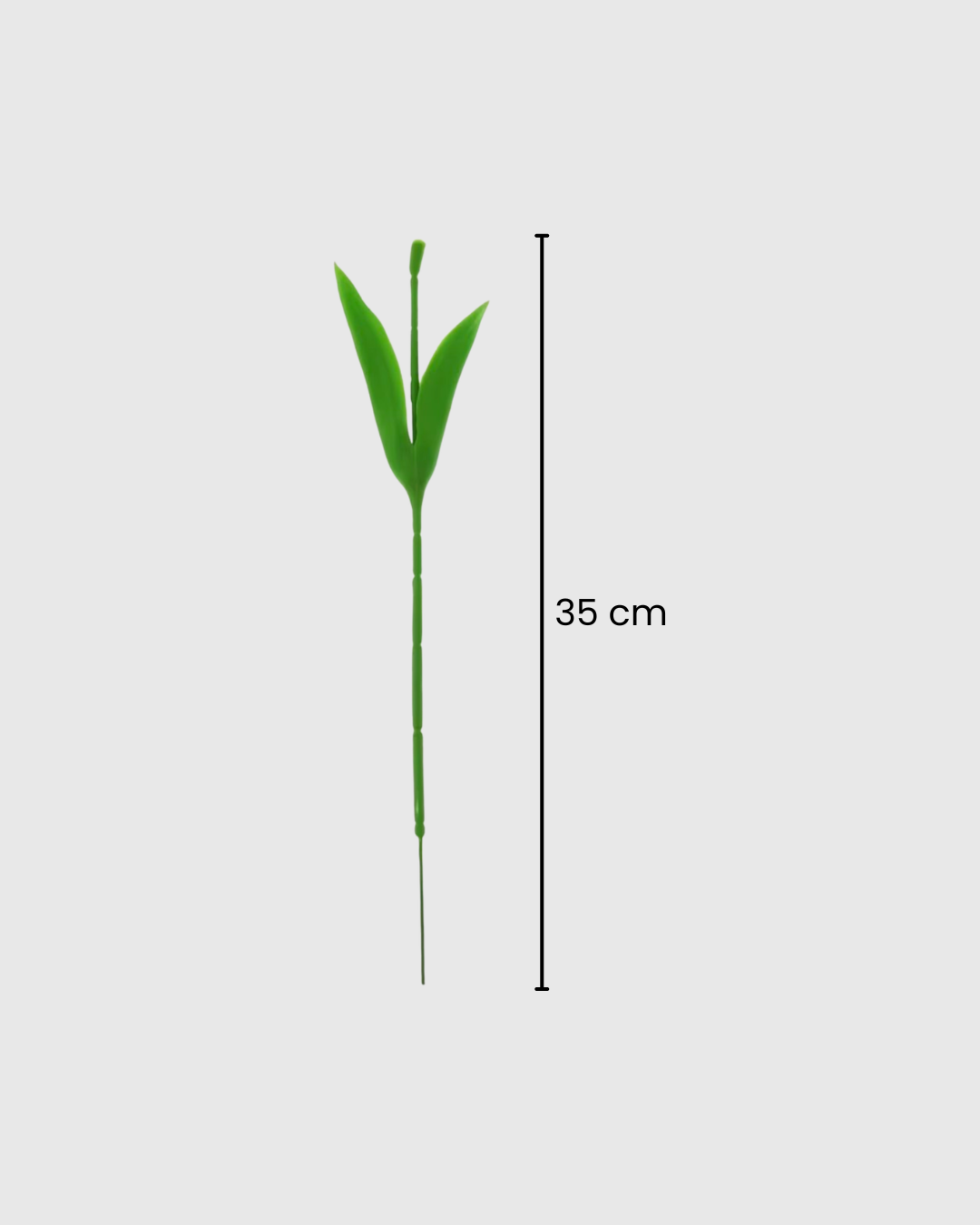 Tallos y Hojas de Tulipán